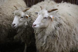 Zoopark 2024 w Lublinie. Można podziwiać wiele gatunków zwierząt