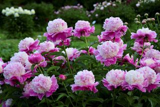 Kiedy przesadzić piwonie? Termin, w którym najlepiej przeprowadzić ten ryzykowny zabieg. Przesądni ogrodnicy mają jedną datę