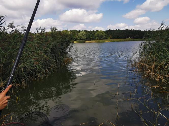 Młodzi wędkarze rywalizowali w Ostrowie