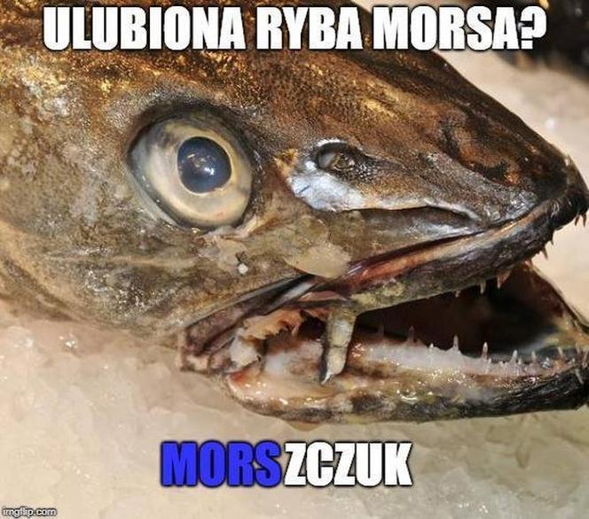 Morsowanie: MEMY 2021. Zobacz najlepsze obrazki i memy o morsowaniu! [ZDJĘCIA]