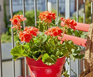 Pelargonie 