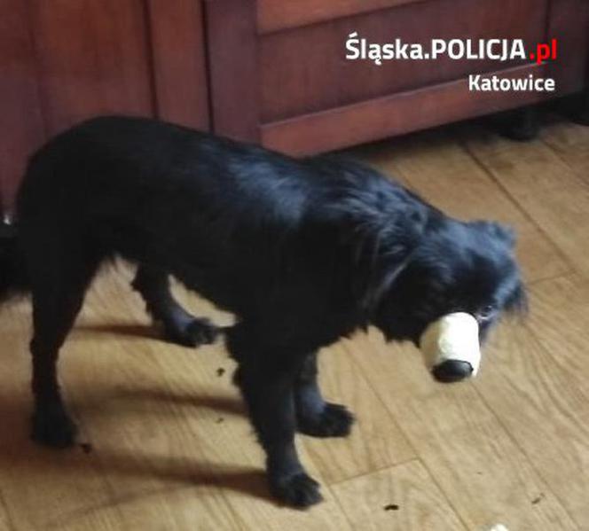 Sadysta sklejał Misi pyszczek taśmą i trzymał uwiązaną na łańcuchu do mebli. Policja odebrała mu psa