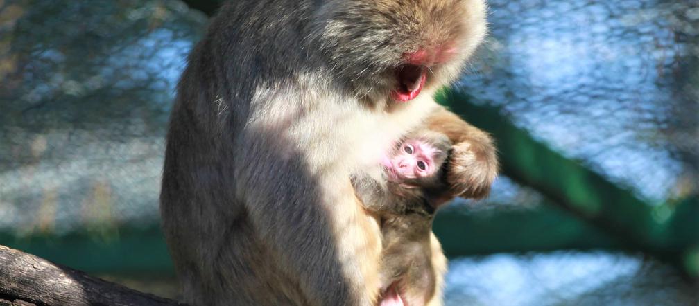 Cud narodzin w ZOO Leśne Zacisze! Na świat przyszła mała małpka