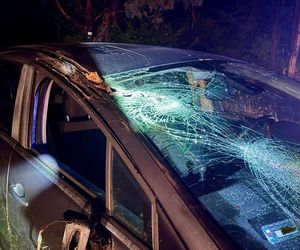 Drzewo runęło na jadący samochód! O krok od tragedii na DK 10 pod Bydgoszczą