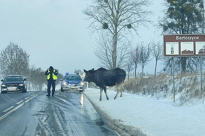 Połęcze. Łoś stał na drodze i lizał sól. Nie można było go przepędzić z jezdni [ZDJĘCIA]