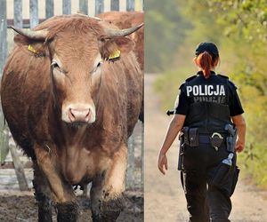 Ciała ojca i syna na prywatnej posesji! Wokół biegał rozjuszony, prawie tonowy byk