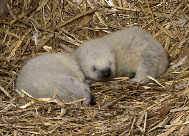 Rosomakowy baby boom w Śląskim ZOO! Radosna nowina dla miłośników zwierząt