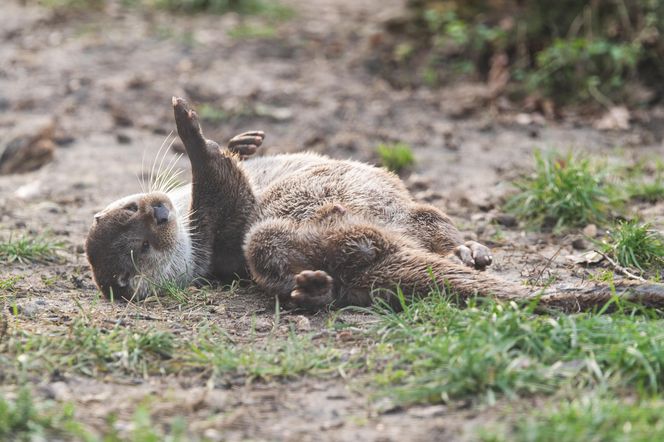 Dni Odry we wrocławskim zoo