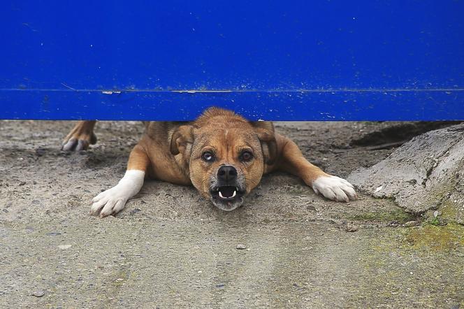 Wielkopolska: Psy śmiertelnie pogrzyły 65-latka