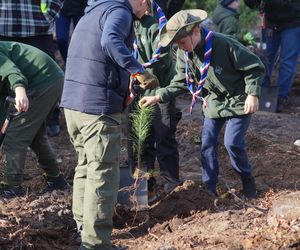 Wielkie sadzenie drzew pod Bydgoszczą! Tak powstaje las 