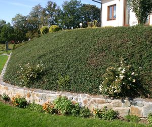 Skarpa obsadzona roślinami