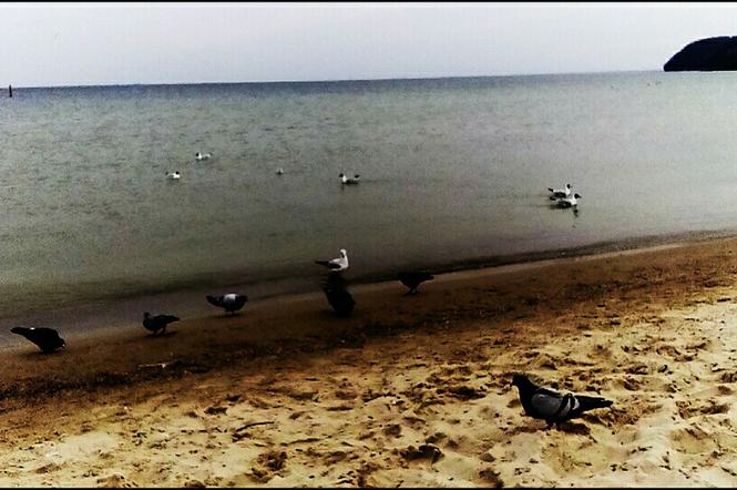 Tak wyglądała gdyńska plaża w ten weekend