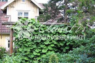 Zielone osłony z pnączy: pnącza na ścianach i ogrodzeniach [WIDEO]