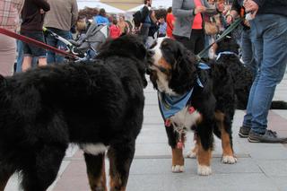 Tarnów w Tricolorze - Zjazd Berneńczyków