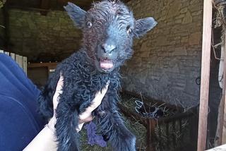 Radosny dzień w Muzeum Wsi Radomskiej! 