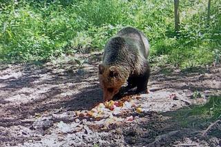 Niedźwiedź brunatny grasuje w lesie pod Tarnowem. Policja ostrzega mieszkańców!