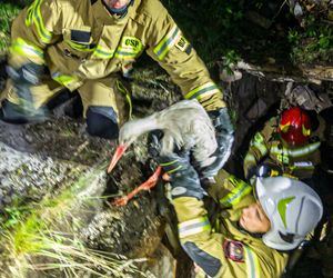 Bocian wpadł do 24-metrowego komina. Strażacy ratowali go 3 godziny [ZDJĘCIA]. 