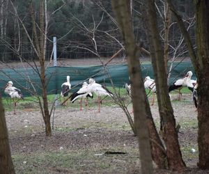 W Godzieszach Małych pod Kaliszem zimuje 37 bocianów 