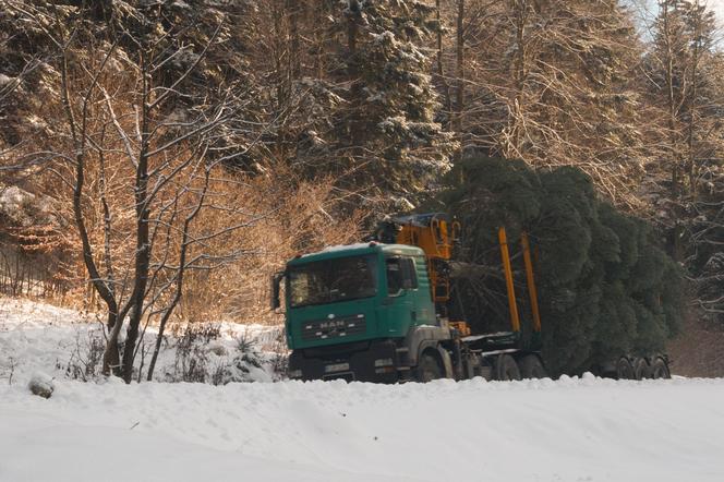 16-metrowa jodła zawita do Krakowa. Stanie przed oknem papieskim