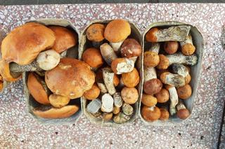 Ceny grzybów w Rzeszowie. Ile zapłacimy za kurki, prawdziwki czy borowiki?