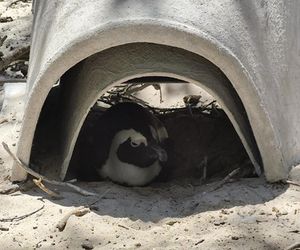 To on ratuje pingwiny przylądkowe. Paweł Borecki z ZOO Wrocław w Afryce