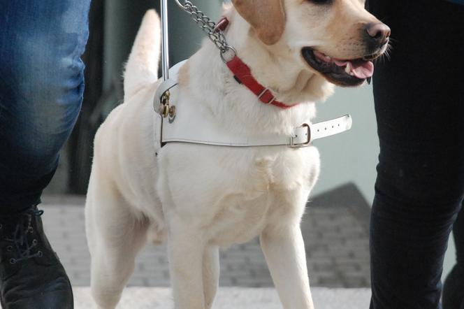 Labrador - pies przewodnik