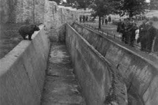 ZOO Wrocław w latach 50. XX wieku. Zobacz, jak wyglądało otwarcie zoo we Wrocławiu [ZDJĘCIA]