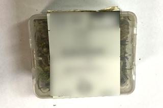Iławska policja szukała 30-latka. Mężczyzna się odnalazł, jego marihuana również