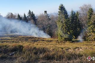 Strażacy uratowali las przed płomieniami. Pożar wybuchł tuż obok drzew!
