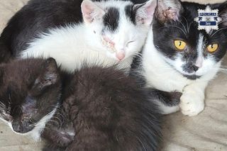 Weszli do środka budynku i zamarli. W środku konały koty