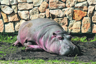 To najstarszy hipopotam nilowy w Polsce! Dostojna Pelagia obchodzi 40. urodziny