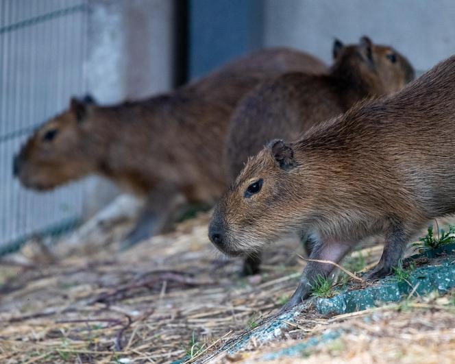 Kapibary przejmują łódzkie ZOO! Do dwóch samic dołączył samiec