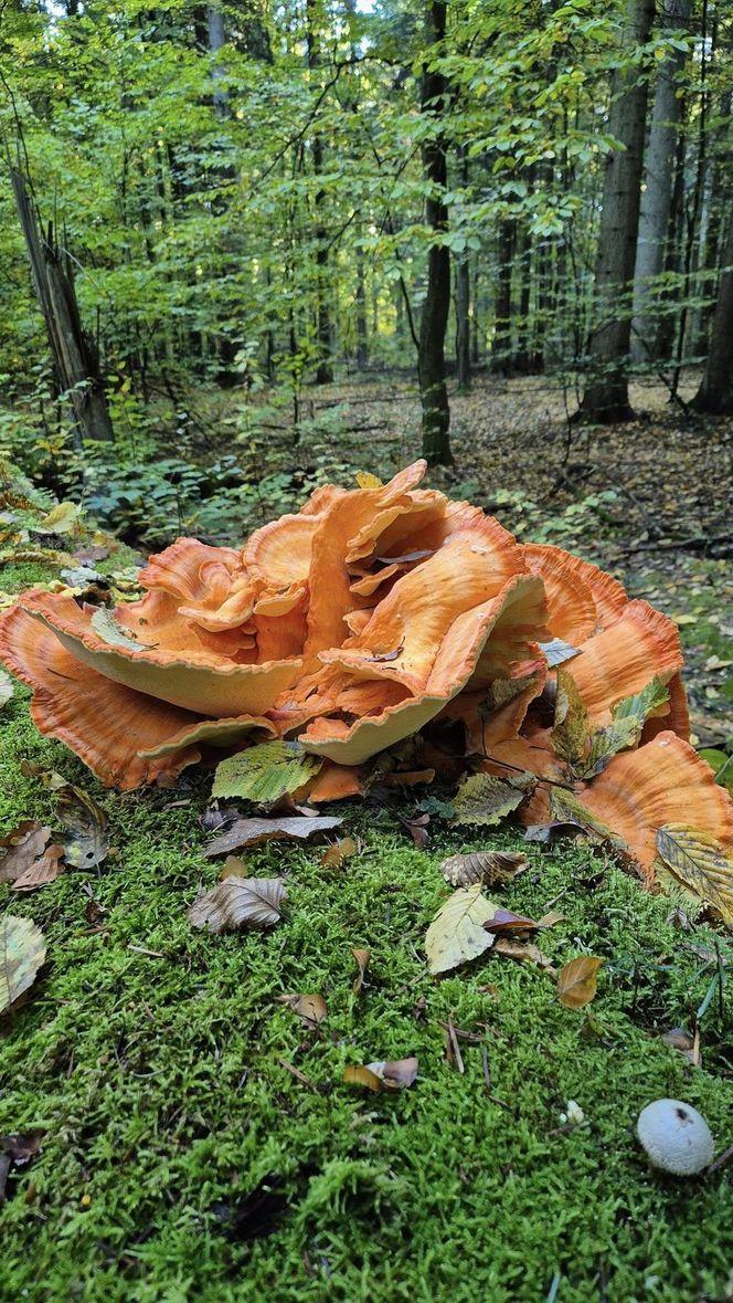 Żółciak siarkowy