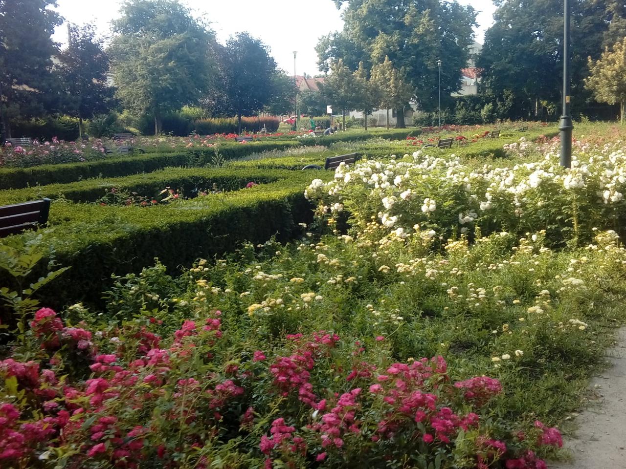 Mini ogród deszczowy i szałwiowe pole powstaną w Elblągu