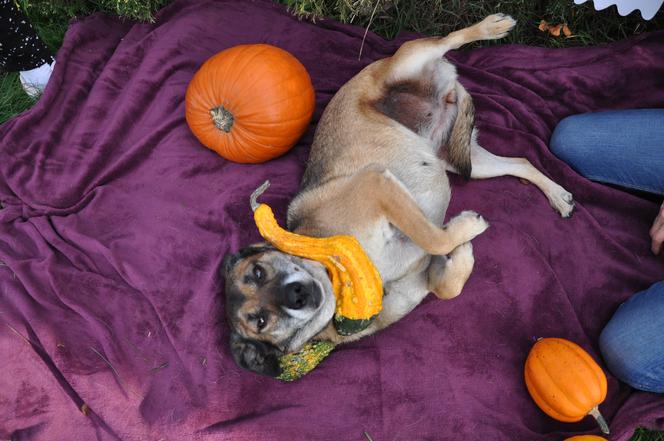 Zwierzaki w Potrzebie - urocze psy w Halloweenowej sesji! 