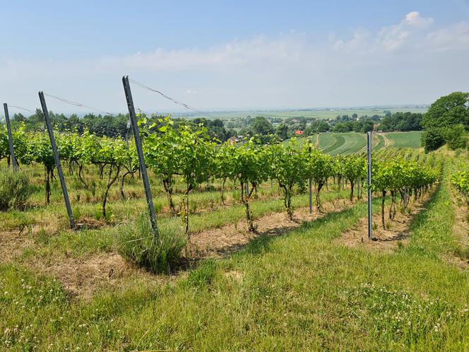 Dariusz Rosół. Pierwszy winiarz w Polsce, który może robić wino mszalne
