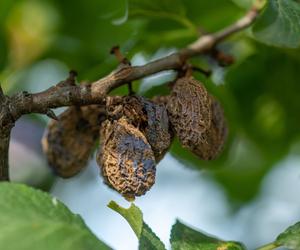 Brunatna zgnilizna drzew pestkowych [Porada eksperta]