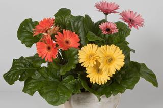 Gerbery - kwiaty do bukietu i uprawy w doniczkach. Jak uprawiać gerbery doniczkowe?