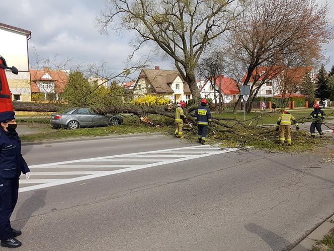 Wichura w Białymstoku. Potężne drzewo ZMIAŻDŻYŁO samochód