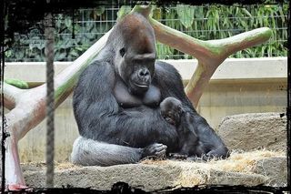 Warszawskie ZOO. Goryl M’Tonge Mutek