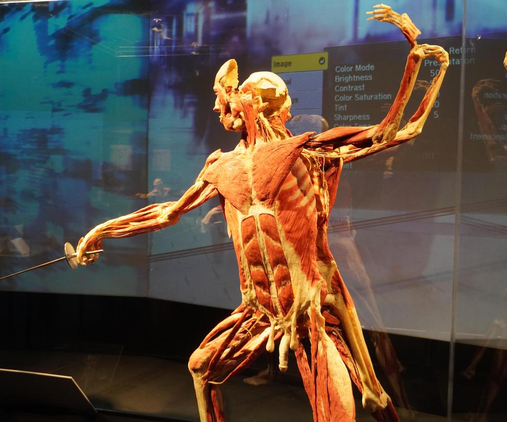 Wystawa z ludzkiego ciała. Body Worlds powróciła do Gdańska po 5 latach 