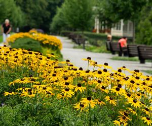 Rudbekia błyskotliwa