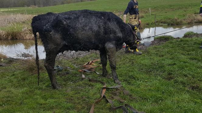 Zachodniopomorskie: Strażacy uratowali krowę , która ugrzęzła w błocie