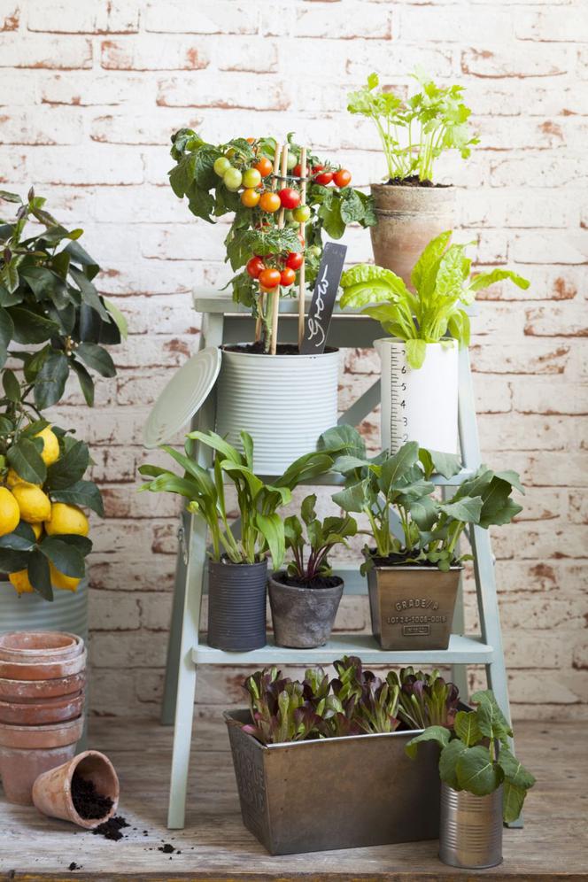 Balkonowe warzywa