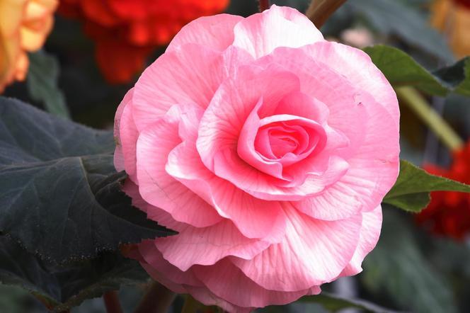 Begonia bulwiasta