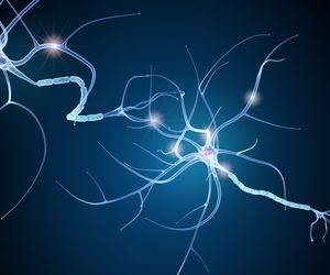 Neuron: budowa i funkcje komórki nerwowej