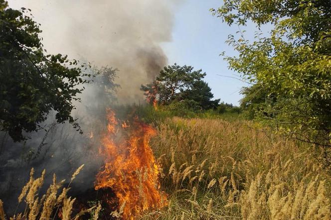 Pożar strawił 50 hektarów terenu.