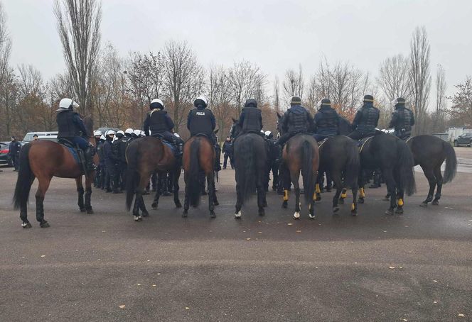 Atestacja koni służących w łódzkiej policji i straży miejskiej