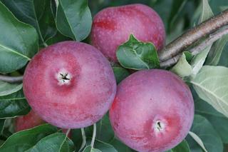 Jabłoń domowa ‘Paulared’ - Malus domestica 'Paulared'