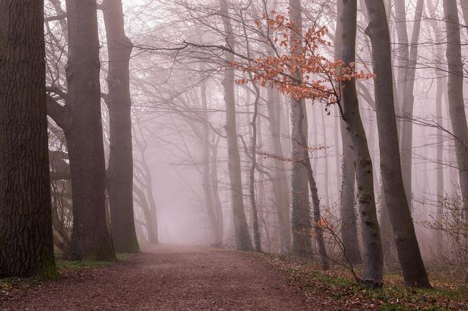 Wycieczka po zielonych miejscach Saksonii zbliża się wielkimi krokami [AUDIO] 